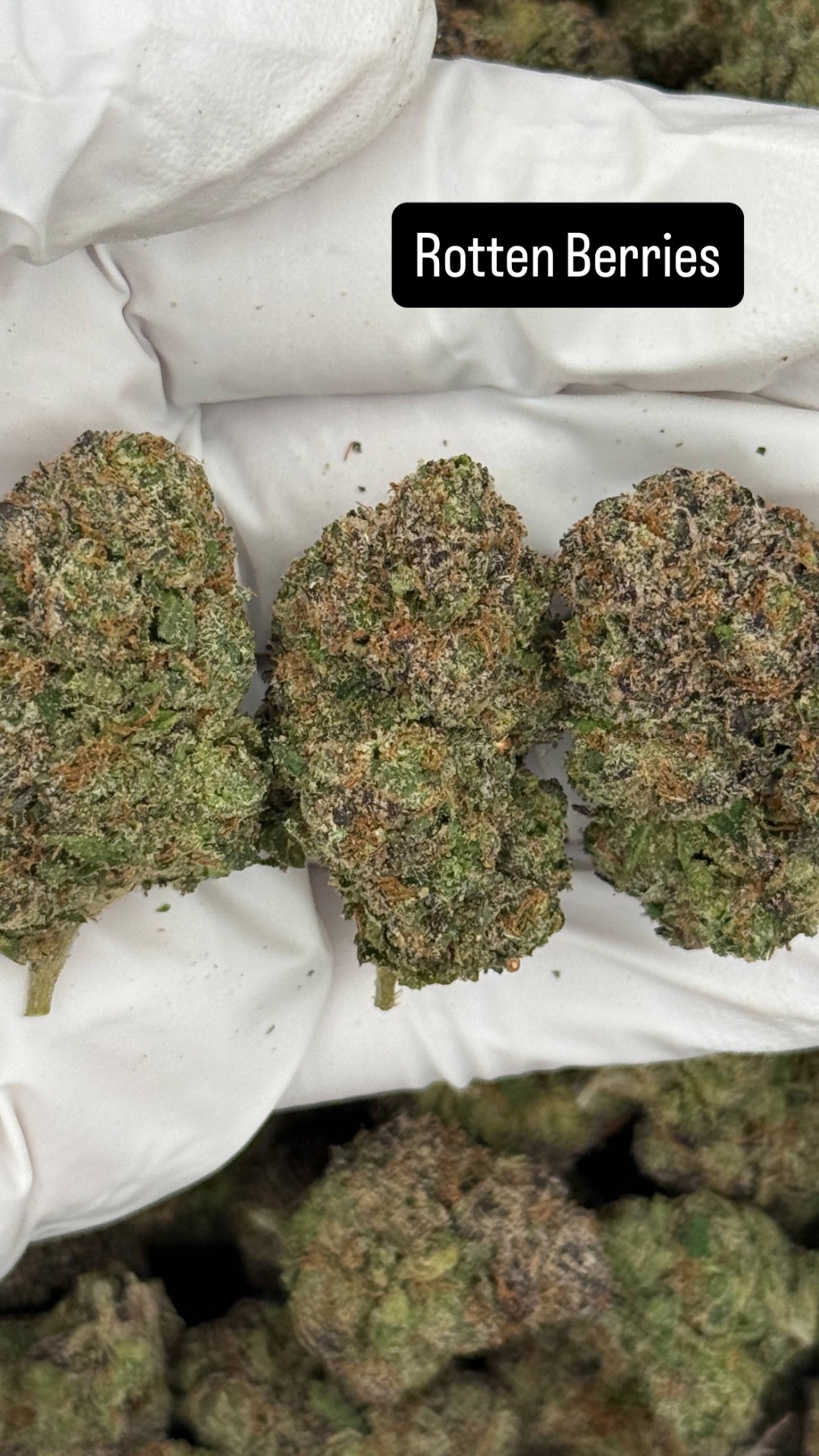 Rottenn Berries